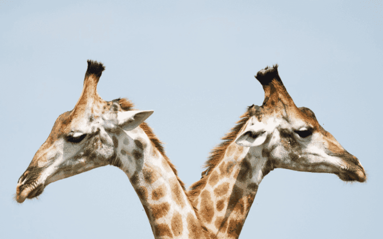 WordPress et Elementor : le duo gagnant pour la création d’un site internet