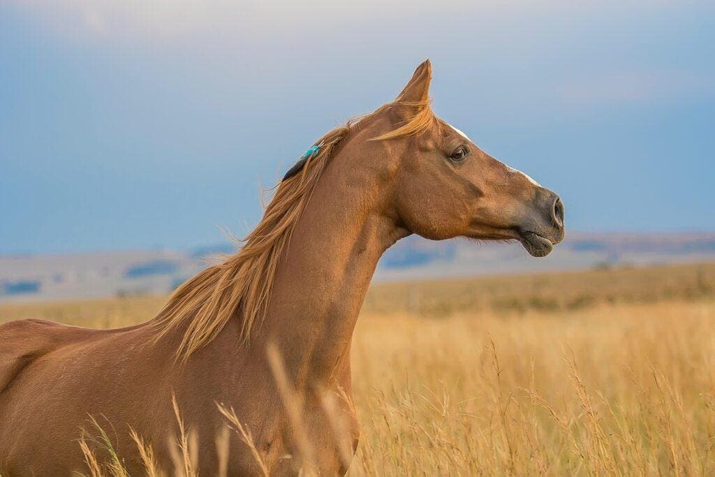 European School of Animal Osteopathy (ESAO), visuel 1