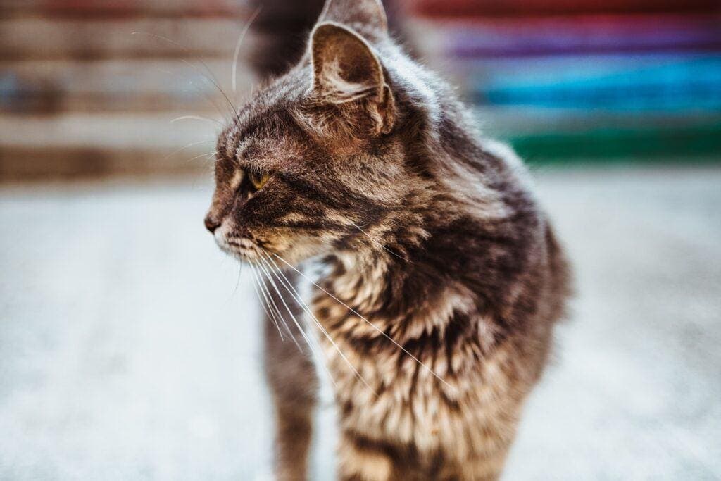 Fédération Française d'Ostéopathie Animale – FFOA, image 6